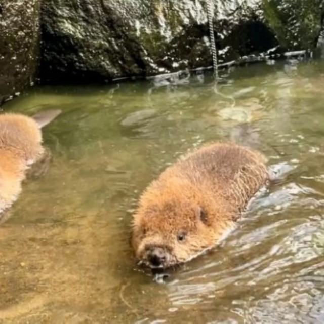 たわしそっくり！？双子の赤ちゃんビーバー　画像提供：姫路セントラルパーク