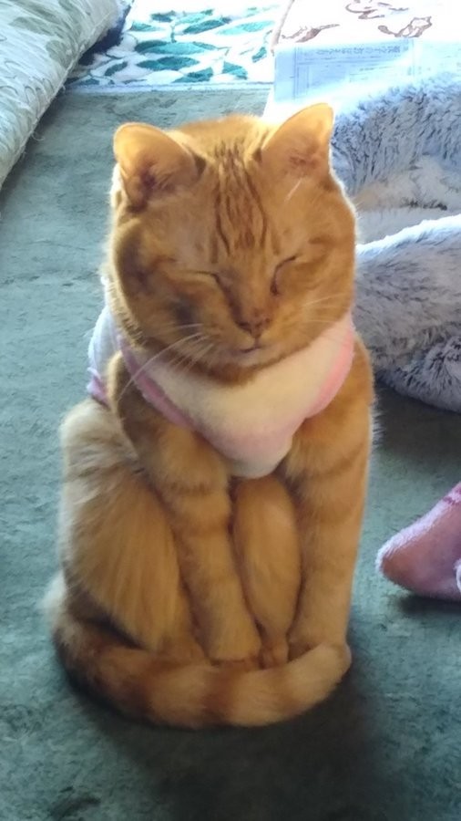 睨む猫 河川敷にて