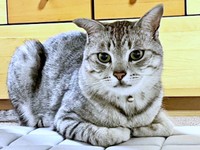 おうちでは一番お兄さんのしじみくん（画像提供：しじみとんさん）