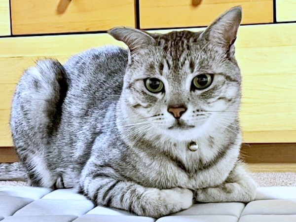 おうちでは一番お兄さんのしじみくん（画像提供：しじみとんさん）