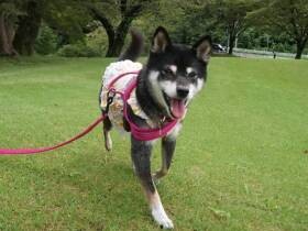 セラピードッグとして活躍中！　高齢者施設で利用者さんを癒やす柴犬「コロン」