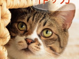 猫の大好きな「猫つぐら」が紙ひもで作れる！　自作の指南本