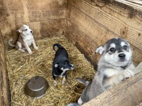 ウクライナ、ITの力で飼い主とペットをつなぐ　戦時中でも犬を迎え入れる人々も