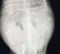 確かにモゴモゴと動く赤ちゃんの様子が！