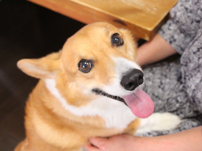 どう？可愛いでしょう