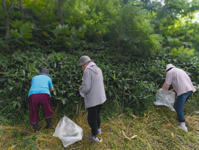 みんなで「野草茶」540円の原料を収穫。この後、おばあちゃんたちが丁寧に焙煎し、加工。休業日の日も集まり、ランチの仕込みをしたり、人気の「おやき」の製造をされているそう（グランマさんInstagramより）