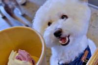 お友だちのわんちゃんと飼い主さんからケーキの贈り物！ うれしそうなパポくん（画像提供：形が定まらない犬さん）