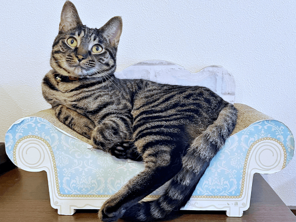 パワフルで心優しい子に成長したるなちゃん（画像提供：むぎさん）