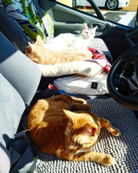 運転席と助手席を占拠