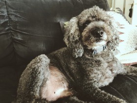 愛犬「ポコ」と暮らす我が家　ふいに小さな子猫がやってきた