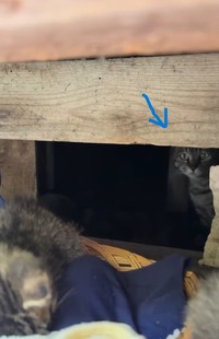 母猫もいた！（ジンエモンネコさん提供、Instagramよりキャプチャ撮影）