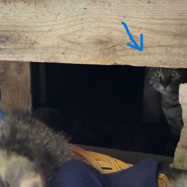 母猫もいた！（ジンエモンネコさん提供、Instagramよりキャプチャ撮影）