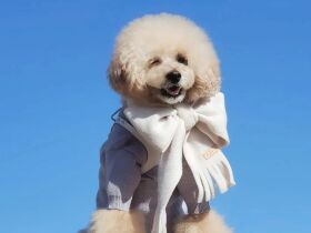 いいお天気だから気持ちいいね　笑顔でお散歩するトイプードル「心愛」