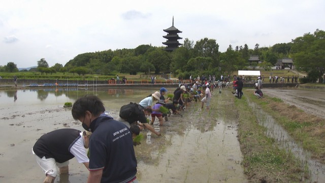 総社市に伝わる古代米「赤米」　相川七瀬さんと子供たちが田植え　岡山