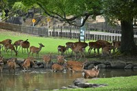 池は、鹿たちにとってまさにプール。涼をとることができる貴重な場所です（提供：川地祥介さん）
