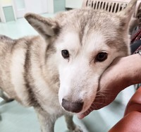 もえちゃんは団体メンバーにグイグイと顔を押し付け甘えてきました