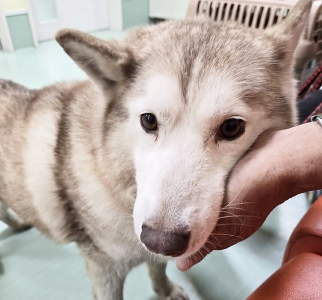 もえちゃんは団体メンバーにグイグイと顔を押し付け甘えてきました