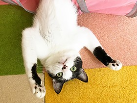 ２０１８カラフルで賞　ハチワレ猫「タンタン」