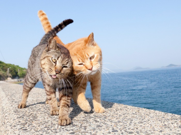 （C）Yamamoto Masayoshi