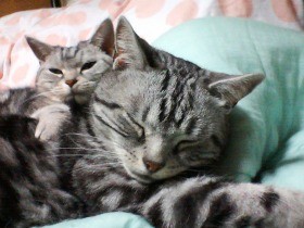 お嬢さま猫「ココ」に寄生虫　のんきな飼い主だった自分を反省