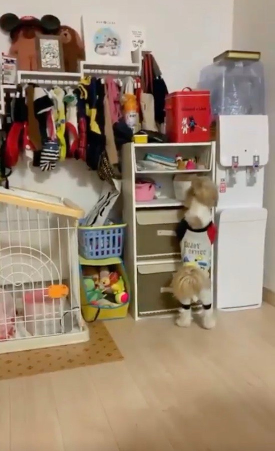 こじろうくんのワードローブ。おしゃれさん！（動画からキャプチャー／提供：こじろうのかいぬしさん）