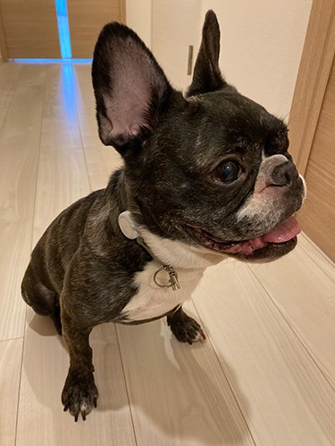 NECの広報担当、高木綾子さんの愛犬ボス（オス、10歳）