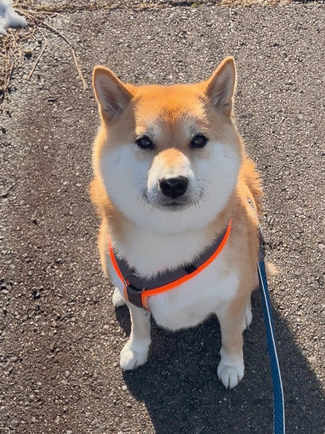 お外では「おとなしく可愛い」姿に（画像提供：柴犬ふう太さん）