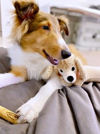 生後5カ月を迎えたベルカくん。ぬいぐるみとも仲良し（画像提供：ジト目のベルっち シェルティさん）