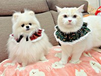 色違いのスタイがよく似合う（左から）ゆきみちゃん、だいふくくん（画像提供：ゆきみとだいふくさん）