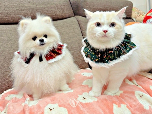 色違いのスタイがよく似合う（左から）ゆきみちゃん、だいふくくん（画像提供：ゆきみとだいふくさん）