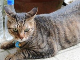 「猫よけ」のノウハウ教えます　猫と円満な関係を築くには