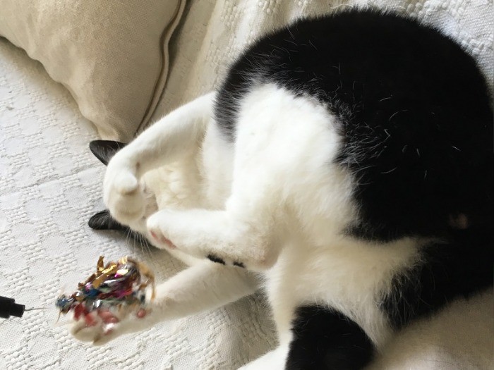 お尻も可愛いでしょ