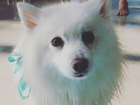 今年もたくさん出かけたよ　プールに海、川、泳ぐのが大好きなスピッツ「スピカ」