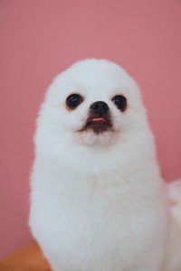 まるで「白アザラシ」みたいでキュートなましゅくん（画像提供：アザラシいぬさん）