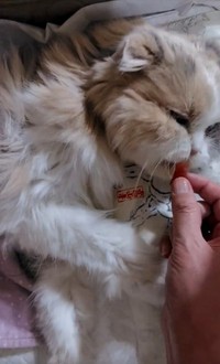 亡くなる1週間前も、食欲は旺盛だった