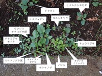 ドクダミ、ノビル、ホトケノザ…みなさんどれくらい分かりますか？（瀬尾一樹さん提供）