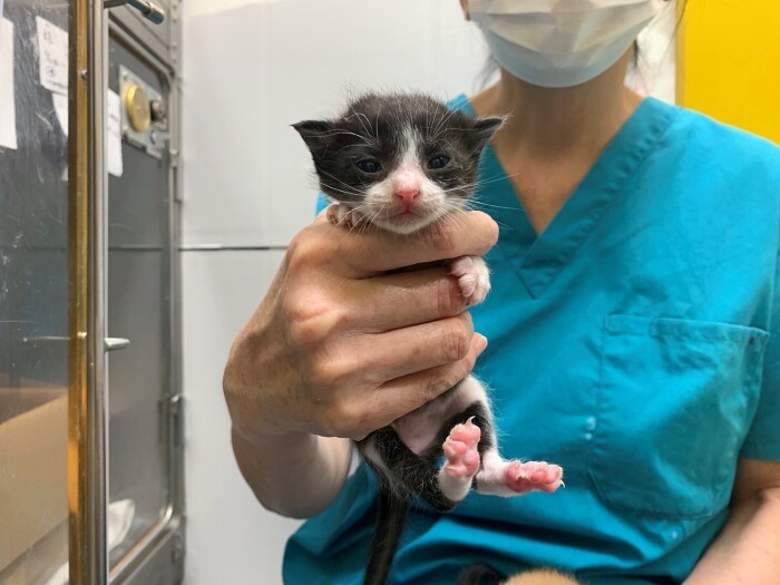 入院治療で、元気になったコリン