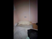 抱き枕を使ってすやすや眠るグラくん（画像提供：グラ家さん）