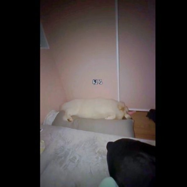 抱き枕を使ってすやすや眠るグラくん（画像提供：グラ家さん）