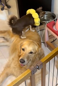 器用にロイズちゃんの上に乗っかるラオくん（提供：@worldpetworldさん）

