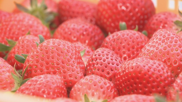 【特集】イチゴで町を元気に！　元お笑い芸人の農家と町が目指す未来　香川・三木町