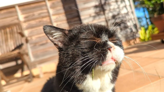 美味しそうに草を食べてます（画像提供:もんたの日常さん）