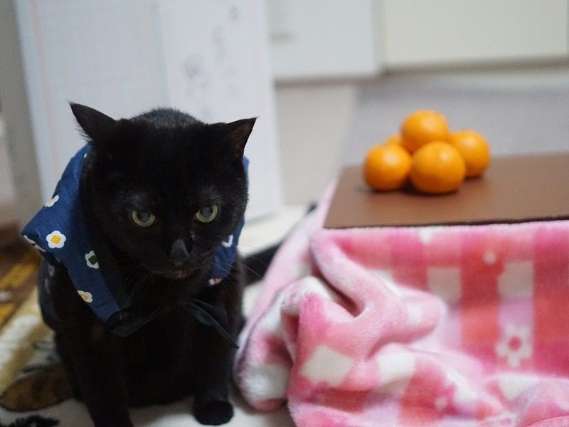 ブランケットとかフリース素材を使うとより雰囲気がでます