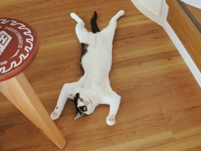 へそてんも愛嬌たっぷり　（mimoeさん提供）