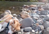 プール後の授業で眠くなるやつ（動画からキャプチャー／提供：husky_noixさん）