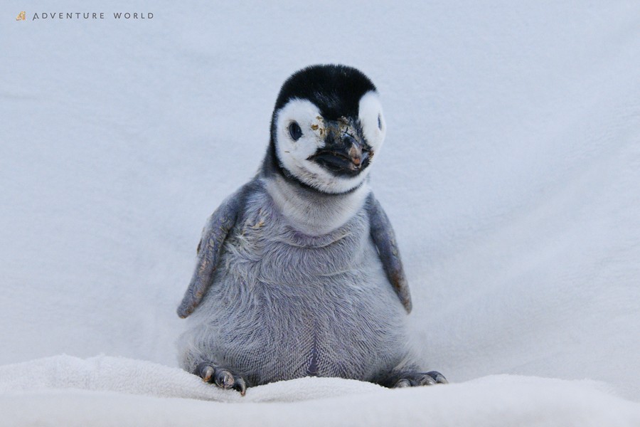 ペンギン赤ちゃんの体重測定「お願い、じっとして〜」飼育員さんとの