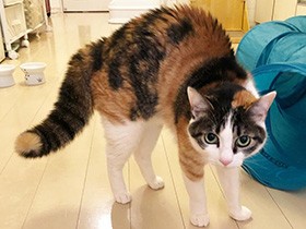 ２０１９驚いたで賞　三毛猫「よもぎ」