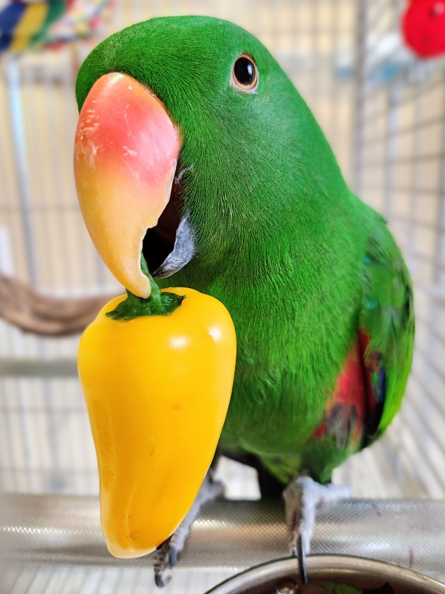 おいしい野菜をくわえたオオハナさん（画像提供：ゴンさん）