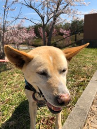 満丸家に来てから少しずつ表情豊かになってきたさちちゃん