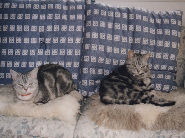 名古屋へ移ったころのクリス（右）とココ（左）。新しい環境にもすぐに慣れ、いち早く居心地のよいソファを占拠